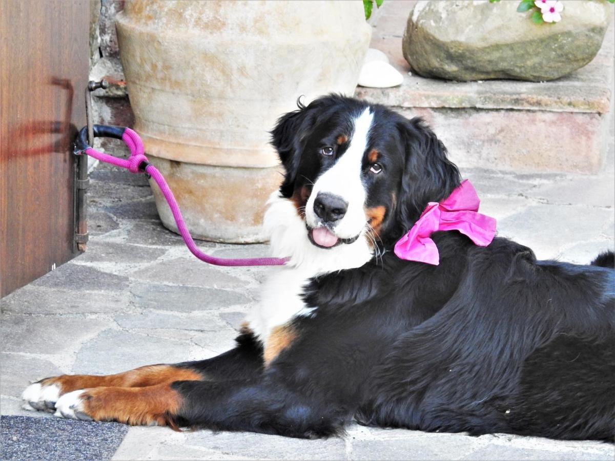 Pensjonat Agriturismo Colle Donatucci Castagneto Carducci Zewnętrze zdjęcie