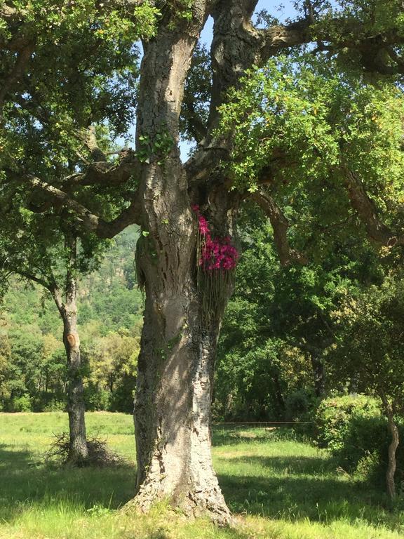 Pensjonat Agriturismo Colle Donatucci Castagneto Carducci Pokój zdjęcie