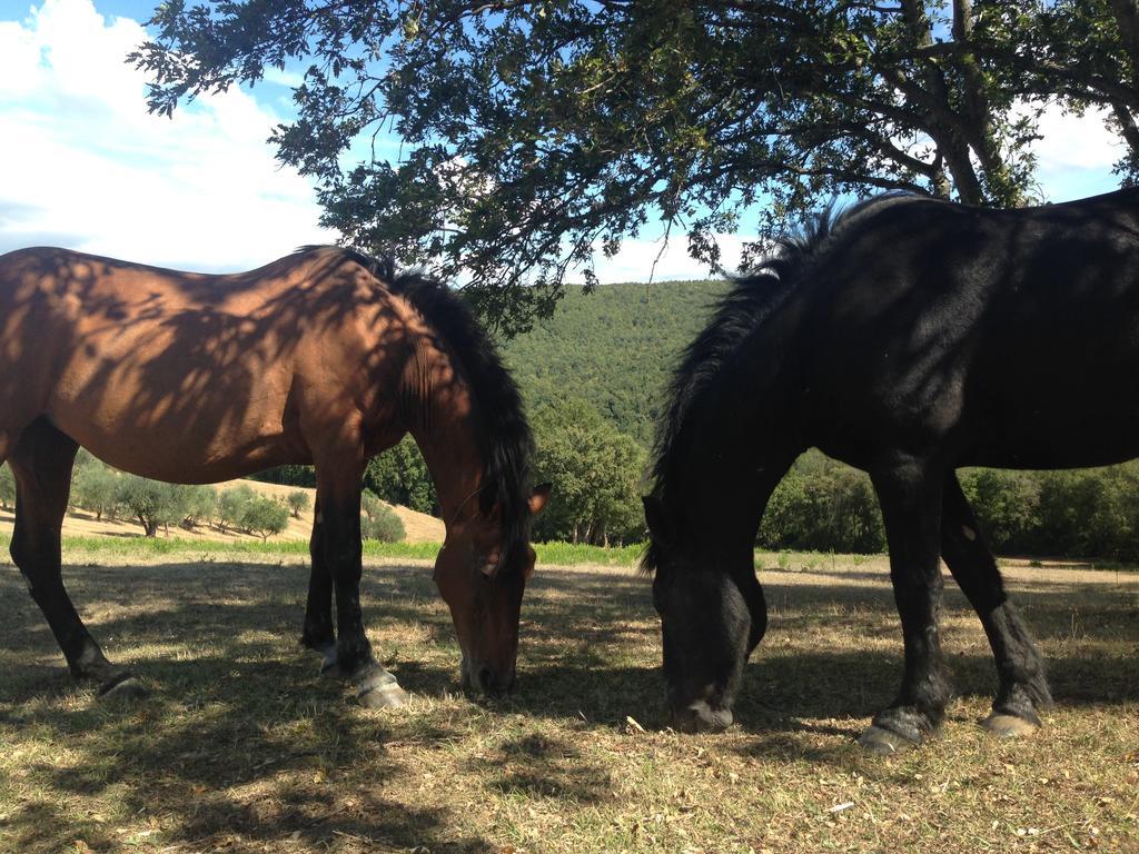 Pensjonat Agriturismo Colle Donatucci Castagneto Carducci Zewnętrze zdjęcie