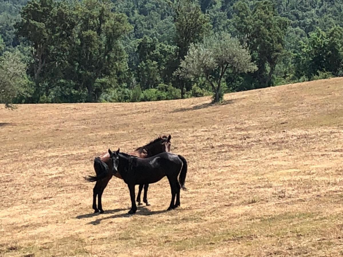 Pensjonat Agriturismo Colle Donatucci Castagneto Carducci Zewnętrze zdjęcie